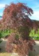 acer-palmatumdissectum-atropurpureum-roter-schlitzahorn-auf-der-buga-2007-1.jpg